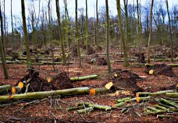 Orman katliamı  yüzde 150 arttı